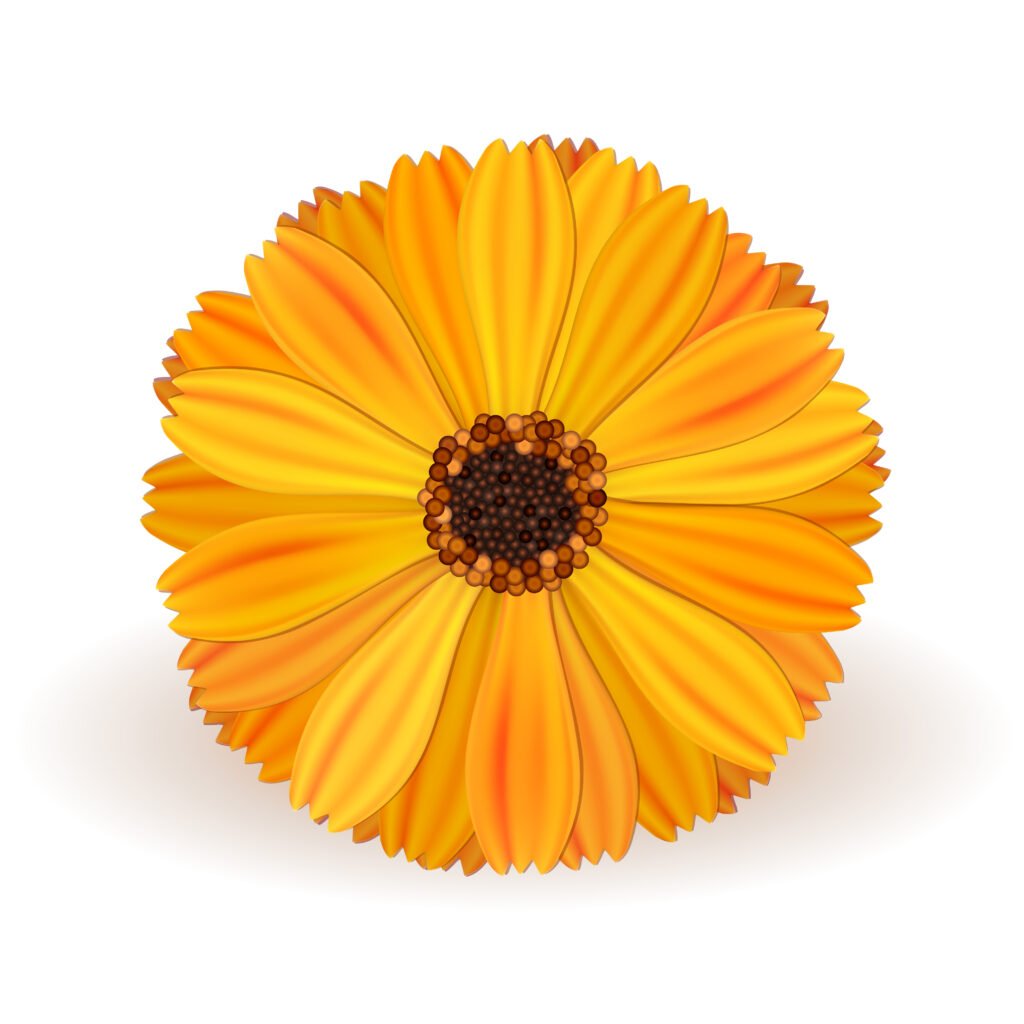 Calendula